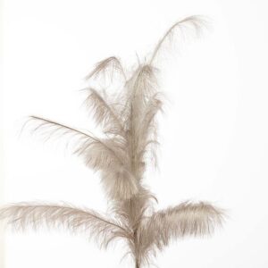 RAMO PAMPAS CM 180 champagne (Cod. 34457-01)