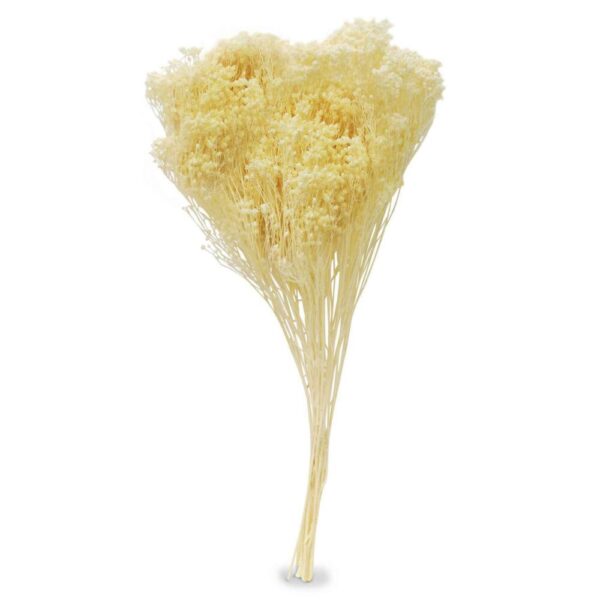 BROOM BLOOM COL. MAZZO GR.100 bianco (Cod. 6013-02)