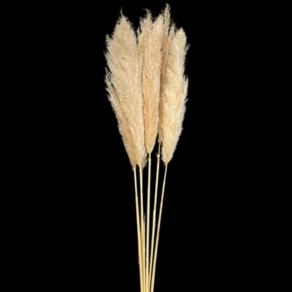 PAMPAS MEDIA CM.100/110 6 PZ.   (Cod. 34317-01)