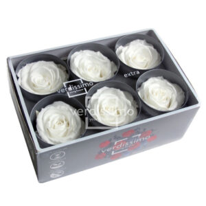 BOX TESTE DI ROSA D 6-6,5CM STABILIZ. PZ.6 bianco (Cod. 8330-01)