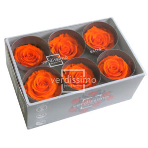 BOX TESTE DI ROSA D 6-6,5CM STABILIZ. PZ.6 arancio (Cod. 8330-12)