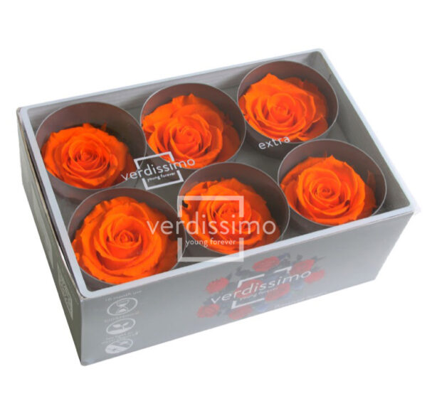 BOX TESTE DI ROSA D 6-6,5CM STABILIZ. PZ.6 arancio (Cod. 8330-12)
