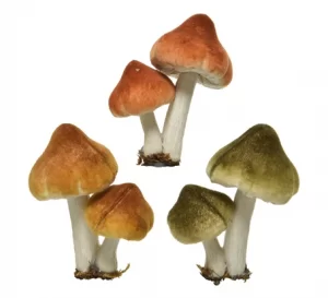 FUNGO 5X7 H9 CM  (Cod. 34791-01)