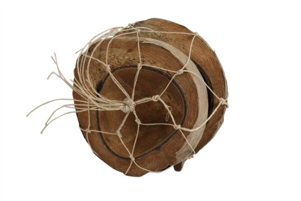 SET 2 PZ PEZZO  DI COCCO D18-20 marrone-naturale (Cod. 35061-01)