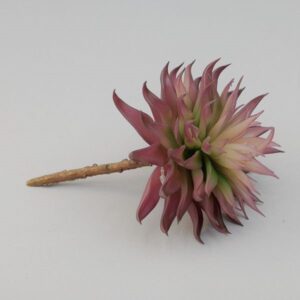 PIANTA GRASSA CM 18 burgundy (Cod. 35546-02)