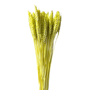 GRANETTO TRITICUM BUSTA GR.120 COLORATO verde-lime (Cod. 32503-07)