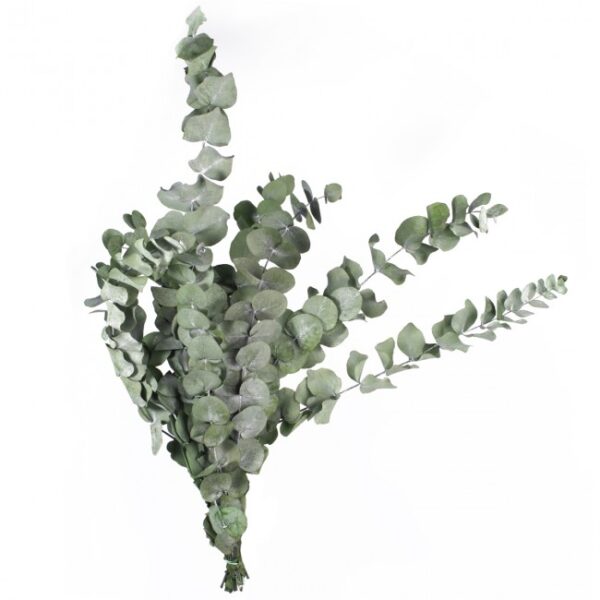 EUCALIPTO CINEREA STABILIZZATO 50/80 CM verde (Cod. 35604-01)