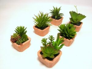 PIANTA GRASSA IN VASETTO (1 PZ)  (Cod. 35565-01)