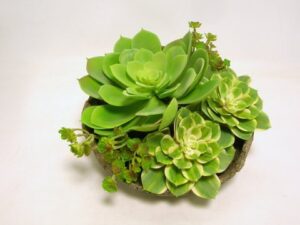 VASO D26 CON PIANTE GRASSE  (Cod. 35569-01)