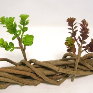 PICK PIANTA SUCCULENTA CM18 (1 PZ)  (Cod. 35574-01)