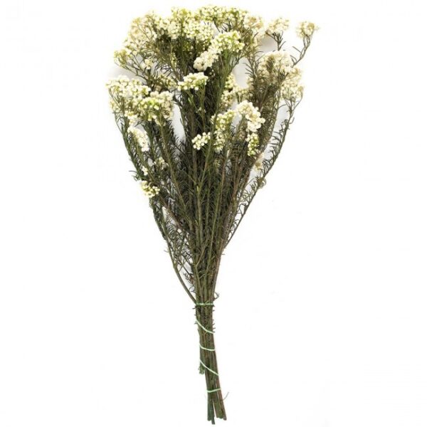 HELICHRYSUM DIOSMI FIORE DI RISO 30-60 CM naturale (Cod. 33261-01)