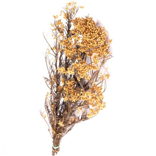 HELICHRYSUM DIOSMI FIORE DI RISO 30-60 CM pesca (Cod. 33261-02)