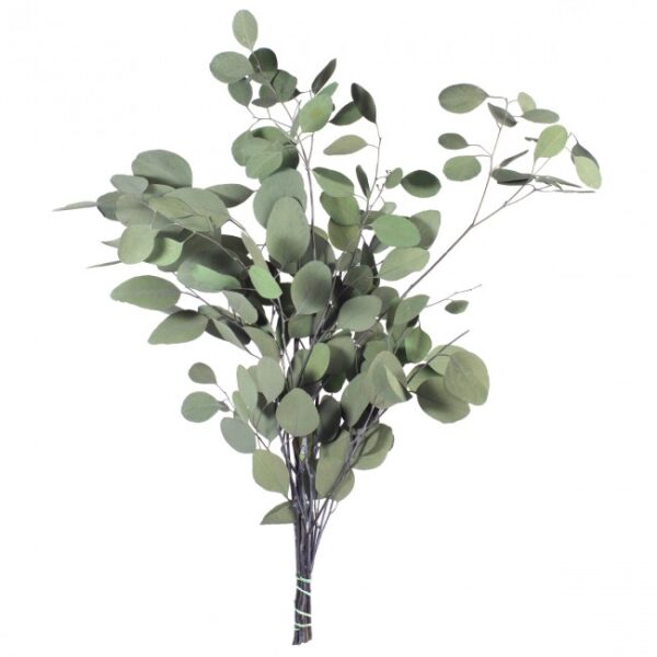 POPULUS STABILIZZATO 40/80 CM verde (Cod. 35605-01)