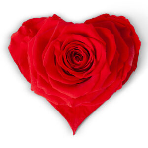 ROSA STABILIZZ. FORMA CUORE SMALL D9-11 CM rosso (Cod. 35606-01)