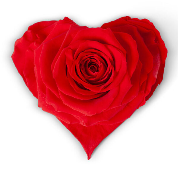 ROSA STABILIZZ. FORMA CUORE SMALL D9-11 CM rosso (Cod. 35606-01)
