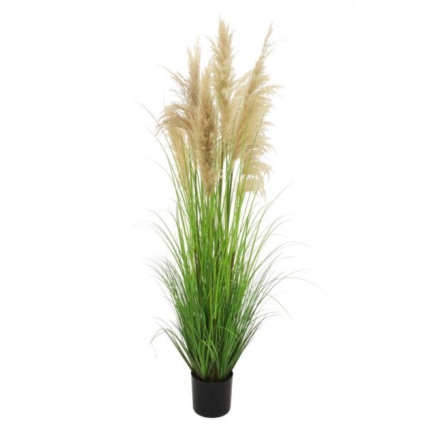 PAMPAS IN VASO H180 CM  (Cod. 35777-01)