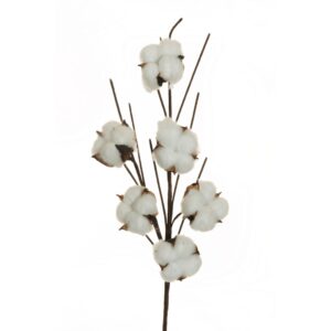 RAMO COTONE NATURALE X6  (Cod. 32693-01)