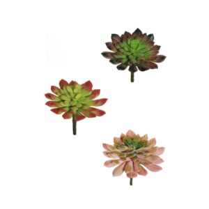ECHEVERIA D13 H15 CM (1 PZ)  (Cod. 35539-01)