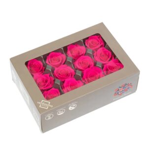 TESTE DI ROSA DIAM 3,5-4,5 MINI STABILIZZ. PZ 12 rosa-acceso (Cod. 8331-06)