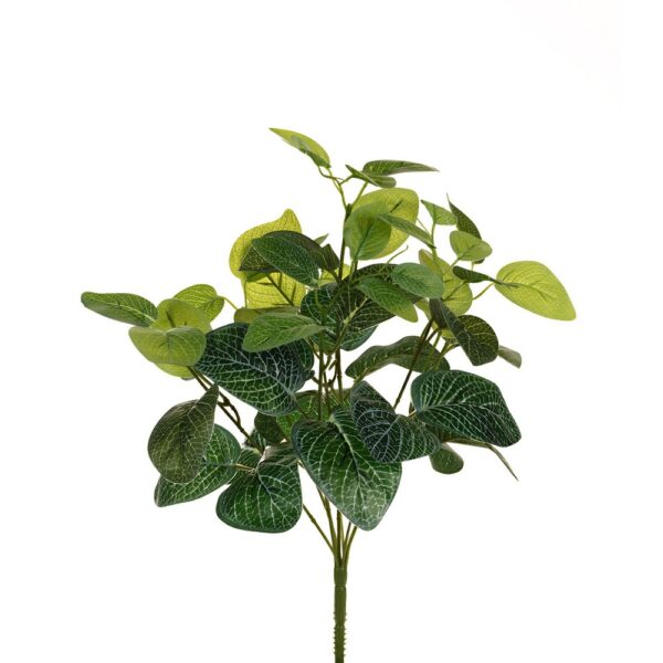 BUSH FITTONIA X7   (Cod. 35901-01)