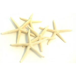 STELLE MARINE PIATTE D9/11CM 10PZ BIANCO  (Cod. 35891-01)