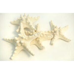 STELLE MARINE CON GOBBA D6/7 CM 10PZ  bianco (Cod. 35890-01)