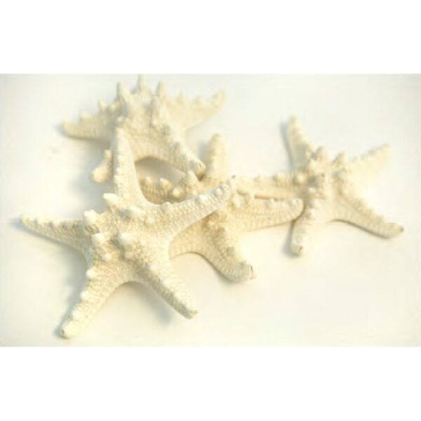 STELLE MARINE CON GOBBA D6/7 CM 10PZ  bianco (Cod. 35890-01)