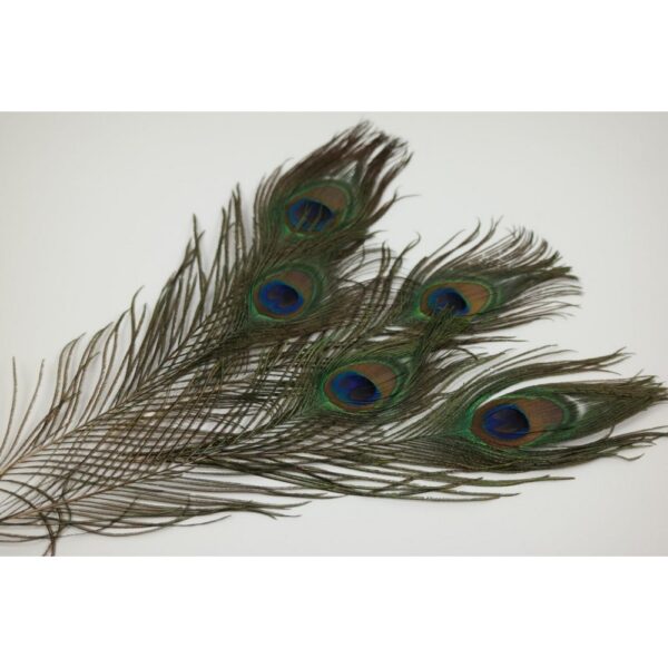 PIUME DI PAVONE 5 PZ. 30-35 CM  (Cod. 36451-01)
