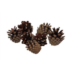 PIGNE SILVESTER D4-5 CM 200 GR NATURALI  (Cod. 36416-01)
