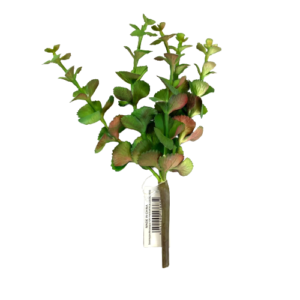 PIANTA SUCCULENTA CM23 verde (Cod. 26252-01)