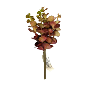 PIANTA SUCCULENTA CM23 rosso-verde (Cod. 26252-02)