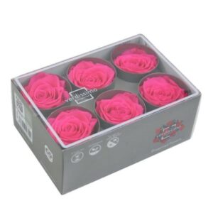 BOX TESTE DI ROSA D 6-6,5CM STABILIZ. PZ.6 rosa-brillante (Cod. 8330-10)