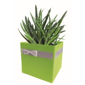 BORSINE SIMPLY MEDIUM 12x12 H12,5 PZ10 verde (Cod. 25713-02)