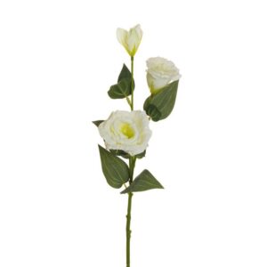 LISIANTHUS STEM X2 CM70 CON BOCCIOLO crema (Cod. 25697-07)