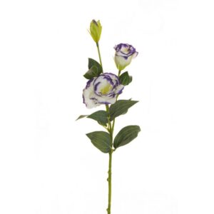 LISIANTHUS STEM X2 CM70 CON BOCCIOLO crema-viola (Cod. 25697-08)