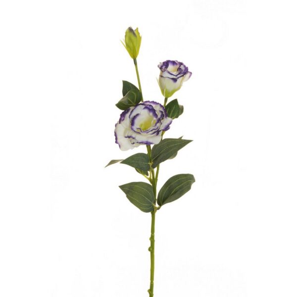 LISIANTHUS STEM X2 CM70 CON BOCCIOLO crema-viola (Cod. 25697-08)