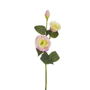 LISIANTHUS STEM X2 CM70 CON BOCCIOLO rosa-crema (Cod. 25697-09)