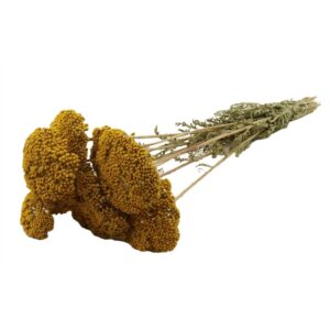 MAZZO ACHILLEA 60 CM giallo (Cod. 37088-01)