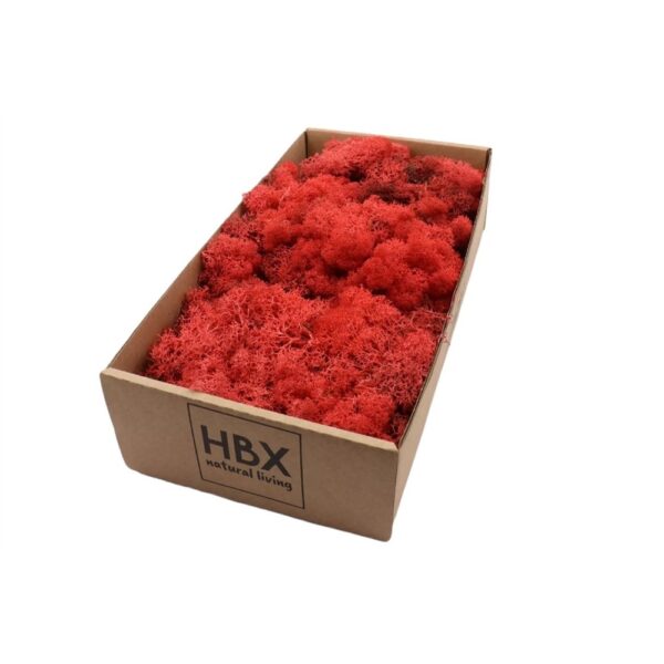 MUSCHIO LICHENE STABILIZZATO 500 GR rosso (Cod. 7885-09)