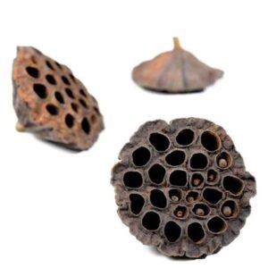 LOTUS 6-8 CM 50 PZ.  (Cod. 37094-01)