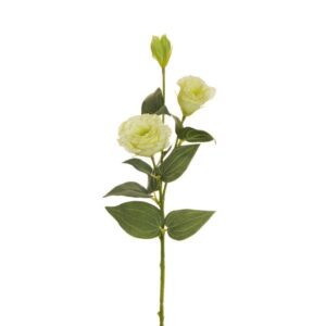 LISIANTHUS STEM X2 CM70 CON BOCCIOLO verde-chiaro (Cod. 25697-06)
