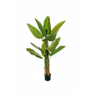 PIANTA DI BANANO 13 FOGLIE IN VASO D17 H150 CM  (Cod. 37312-01)