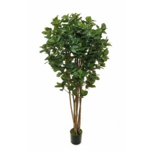 FICUS CLUSIA ROSEA 924 FOGLIE VASO D19 H180 CM  (Cod. 37313-01)