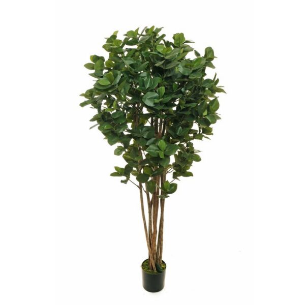 FICUS CLUSIA ROSEA 924 FOGLIE VASO D19 H180 CM  (Cod. 37313-01)