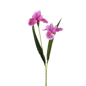 RAMO IRIS X2 53 CM fucsia (Cod. 37247-01)