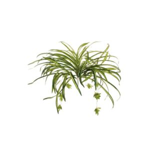 RAMO SPIDER PLANT X6 54 CM  (Cod. 37251-01)