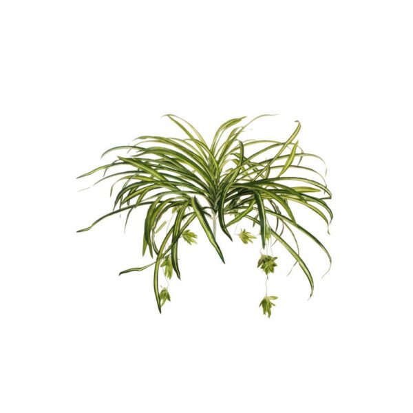 RAMO SPIDER PLANT X6 54 CM  (Cod. 37251-01)