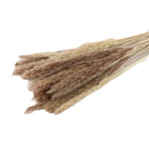 RAMO FLUFFY PAMPAS NATURALE 55 CM naturale (Cod. 37079-01)