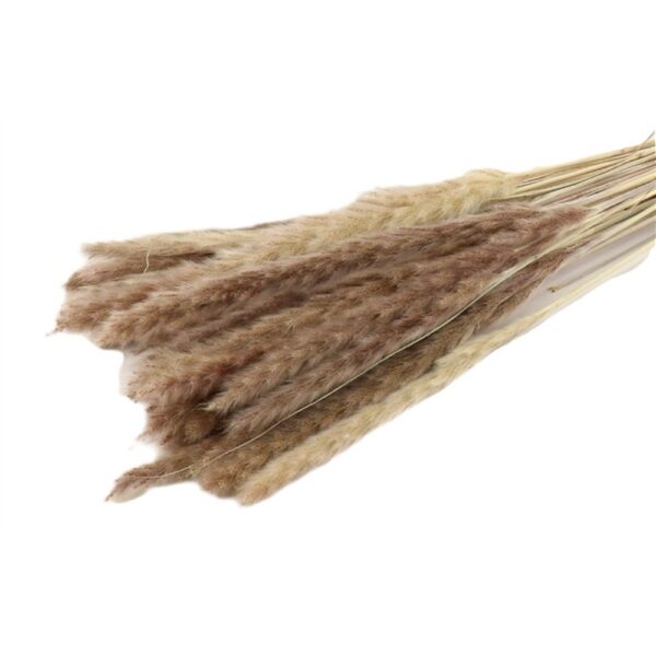 RAMO FLUFFY PAMPAS NATURALE 55 CM naturale (Cod. 37079-01)