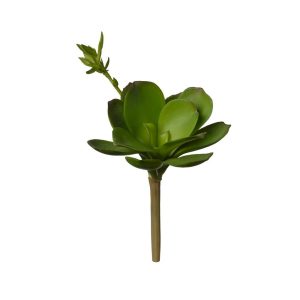 PIANTA GRASSA CM20  (Cod. 30027-01)